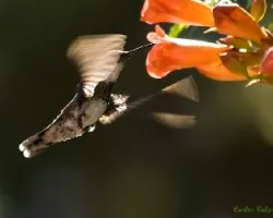 Leucochloris albicollis