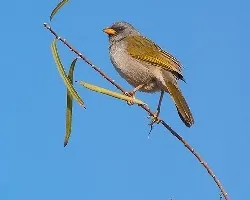 Embernagra platensis