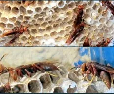 Polistes dominulus