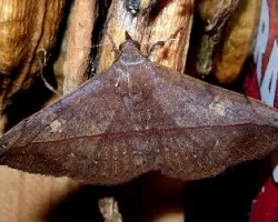 Anticarsia gemmatalis
