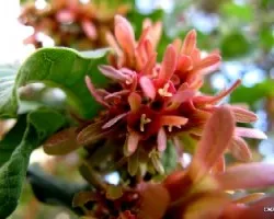 Ruprechtia apetala