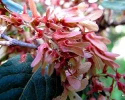 Ruprechtia apetala