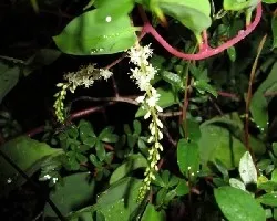 Anredera cordifolia