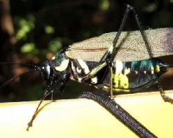 Cigarra (?)