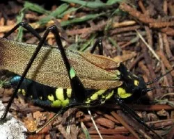 Cigarra (?)