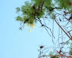 Acacia visco