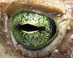 Bufo arenarum