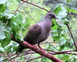 Columba maculosa