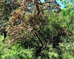 Ruprechtia apetala