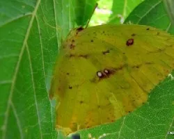 Phoebis sennae