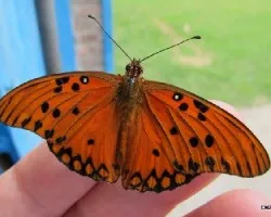 Agraulis vanillae