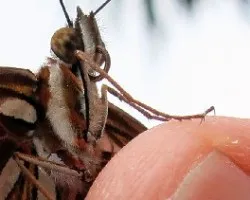 Agraulis vanillae