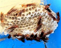 Polistes dominulus
