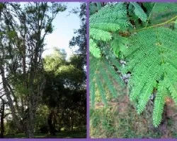 Acacia visco