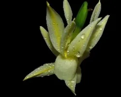 Narcissus triandrus