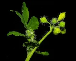 Chelidonium majus