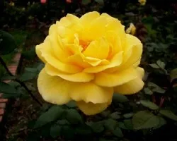 Rosa damascena