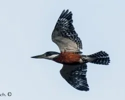 Megaceryle torquata