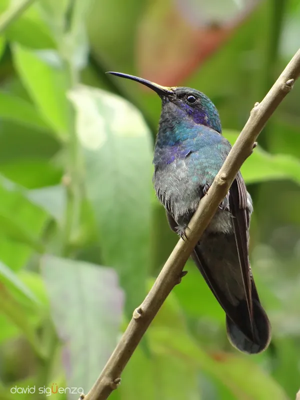 Parque Nacional "el Boquerón", San Salvador