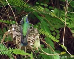 Colibri thalassinus