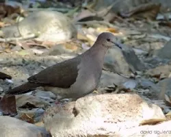 Leptotila verreauxi
