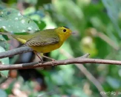 Cardellina pusilla