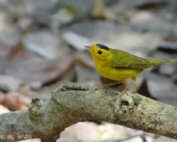 Cardellina pusilla