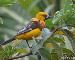 Icterus pustulatus