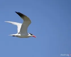 Hydroprogne caspia