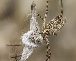 Argiope lobata