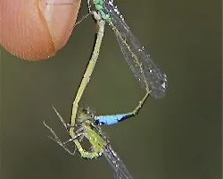 Ischnura elegans