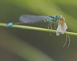 Ischnura elegans