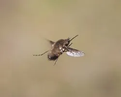 Bombilius sp