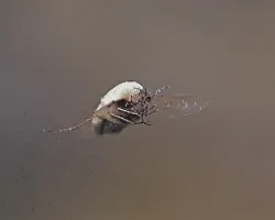 Bombilius sp
