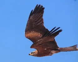 Milvus milvus