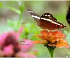 Anartia fatima