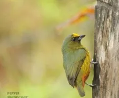 Euphonia gouldi