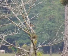 Cyanocorax morio