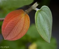 Feliz otoño!!
