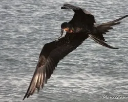 Aves en vuelo