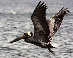 Aves en vuelo