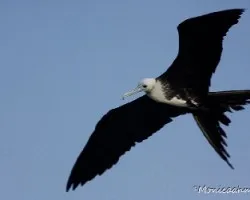Aves en vuelo