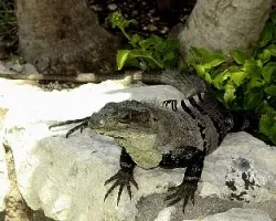 DragÃ“n