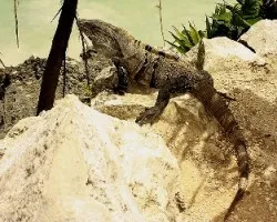 DragÃ“n