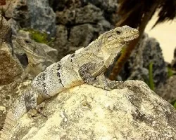 DragÃ“n