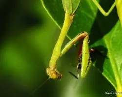 Mantis