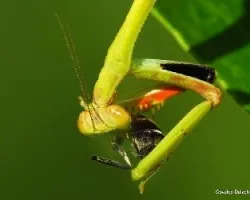 Mantis