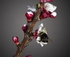 Feliz primavera