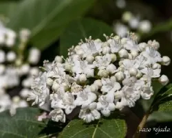 Sorbus aria