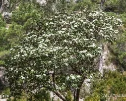 Sorbus aria